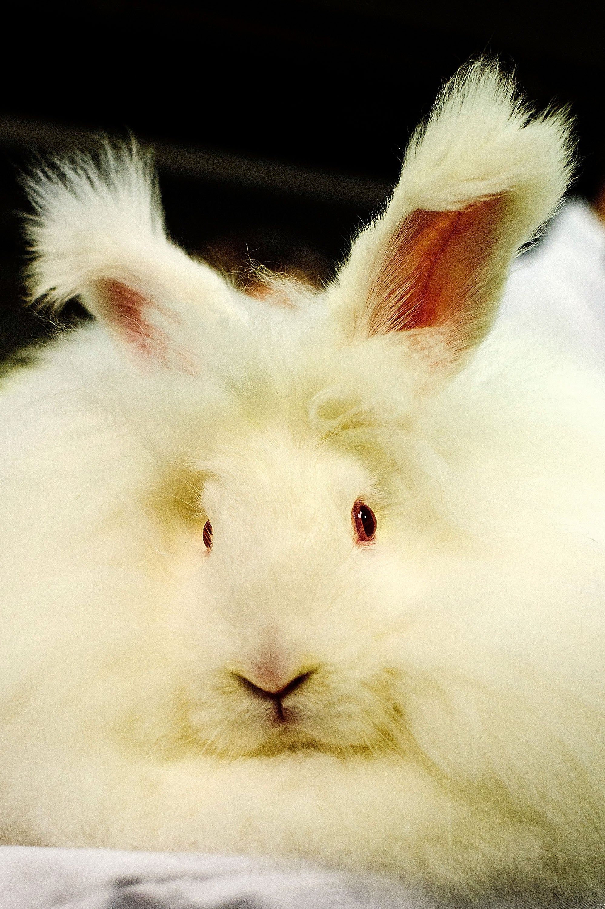 PETA Releases Video Of Angora Rabbit Investigation In China CBS News